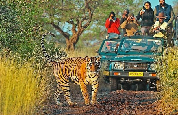 Canter Safari-Ranthambore National Park 