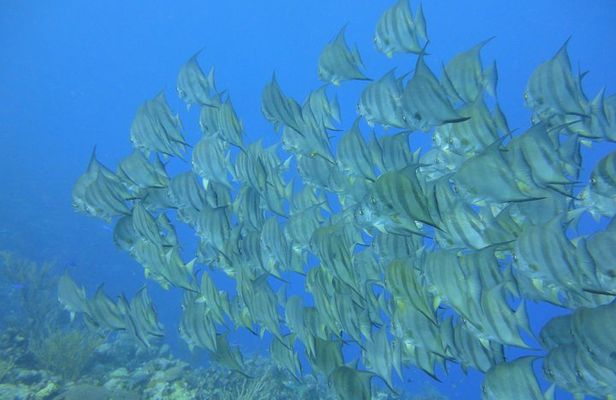 Advanced PADI Diving Course