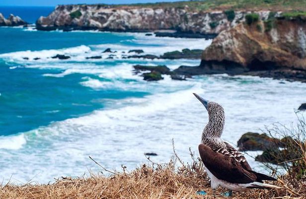 Tour to La Plata island and whales watching