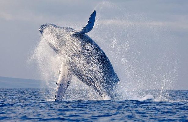 Snorkeling tour and whales watching - Machalilla National Park