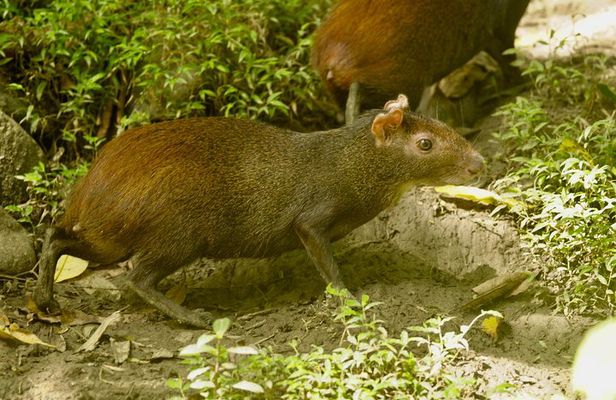 Half Day Rainforest Tour in Tobago