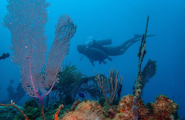 Guided Coral Reef Scuba Tour / 1 tank (Certified Divers Only)