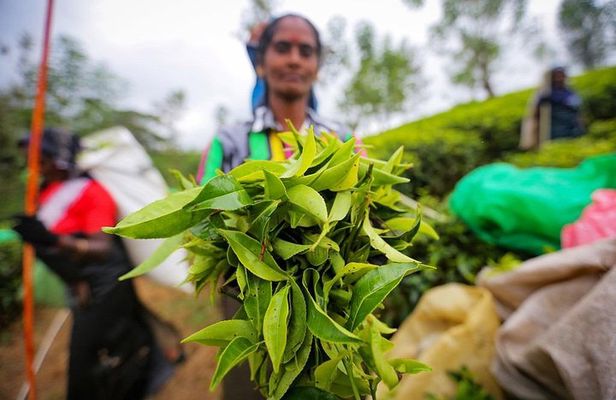 Nuwara Eliya & Kandy | 2 Days Tour
