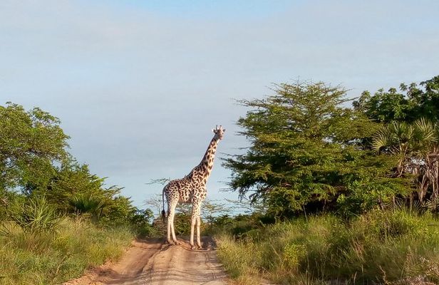 3 Days Safari to Saadani National Park + Boat Safari from Dar es Salaam