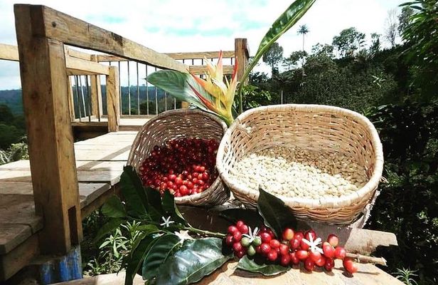 the acacias coffe farm