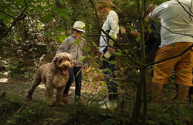 Truffle Picking Experience with 3 Course Meal in Chianti hills