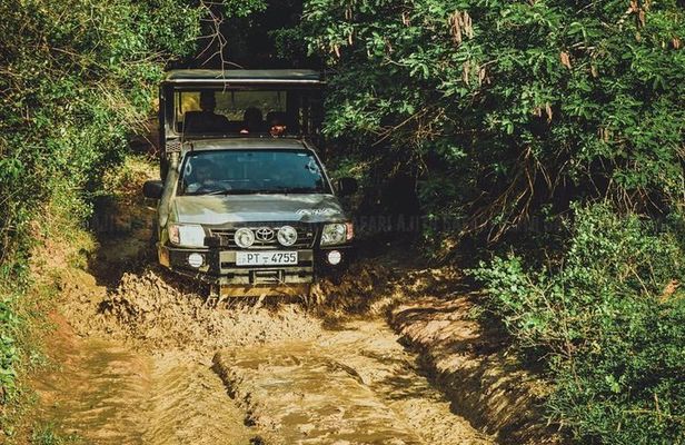 Yala Full day Leopard Safari Tour with Picnic Lunch