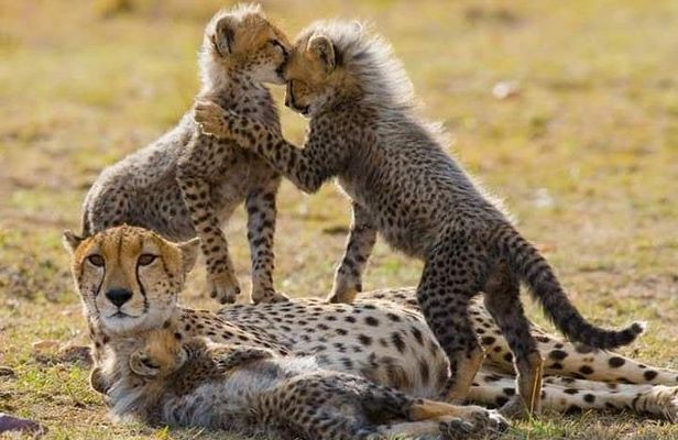 7 Days Maasai Mara National park , Amboseli parks and Nakuru safaris