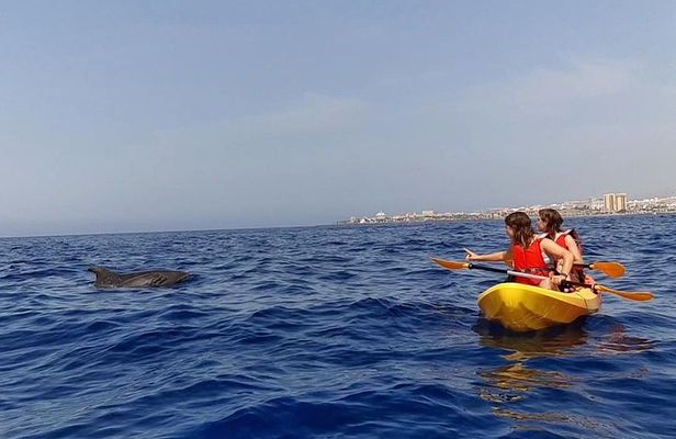 Kayak Safari with Dolphin and Turtle Watching in Guaza