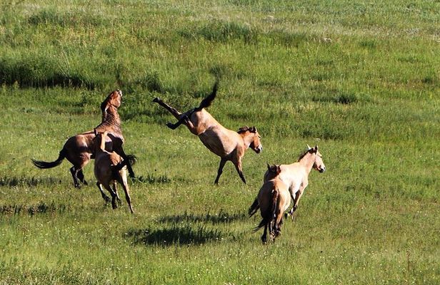 Private - Mongol Nomadic Show & Khustai National Park Day Trip