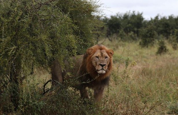 Luxury Okavango Safari - 3 Day