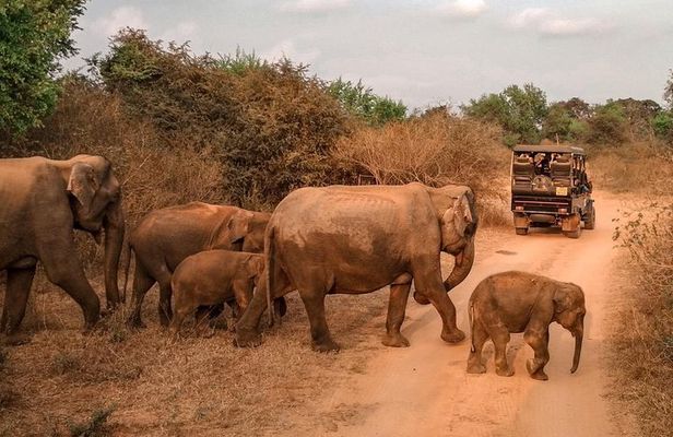 Udawalawe Safari & Waulpane Caving day tour from Colombo