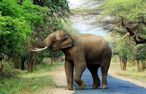 Chinnar Wild-life Visiting Tour (Eravikulam National Park)