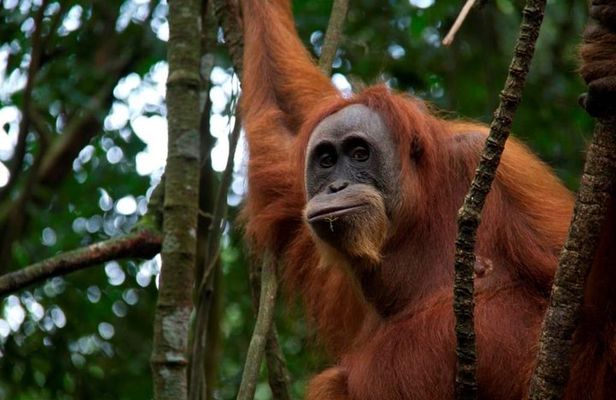 1 Day Sumatra Orangutan Jungle Trekking Medan - Bukit lawang