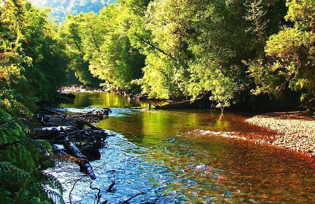 Full day HIKE Alerce Andino Parque Nacional.