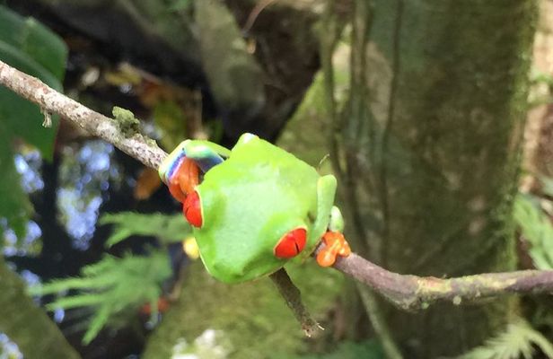 Wildlife rainforest Hiking sloth & Chocolate -Coffee tour