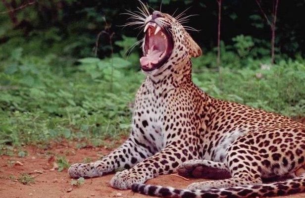 Yala Full Day Private Tour and Safari from Colombo or Negombo