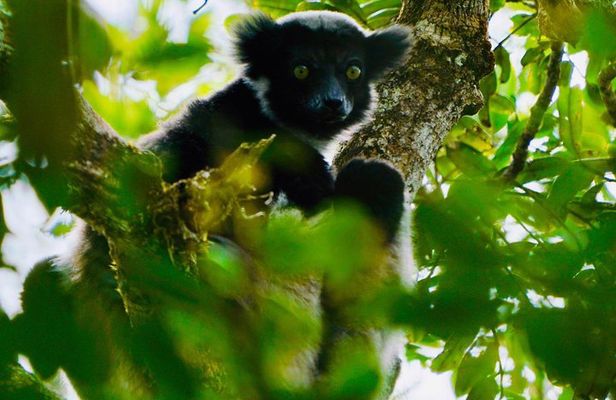 Two days tour to Andasibe NP