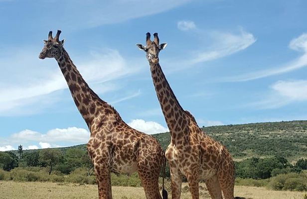 Full Day Tour to Amboseli National Park