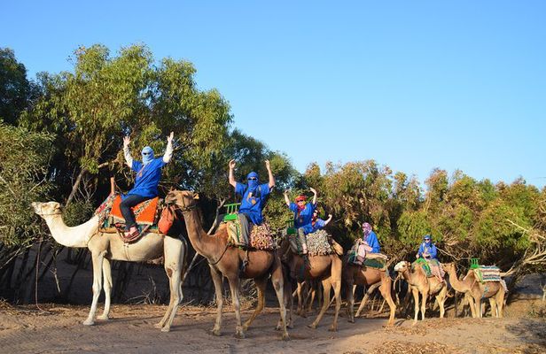 Essaouira 2-Hour Camel Adventure Ride