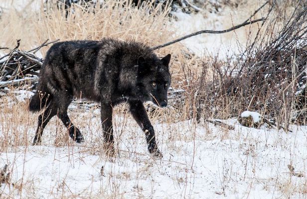 Wildlife & Wolf Private Tour with Lunch