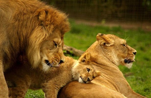 5 Day - Hluhluwe, Isimangaliso & Drakensberg Safari from Durban