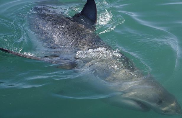 Shark Cage Diving Viewing Only