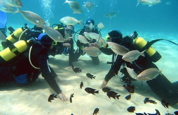 Scuba Diving (Basic Diver - 2 dives)