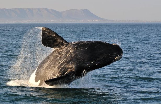 From Cape Town: Full Day Guided Hermanus and Whale Tour