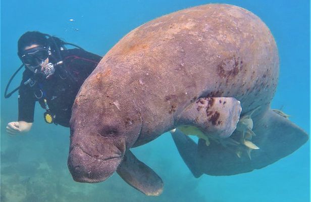 8-Dive Scuba Adventure in Bayahibe