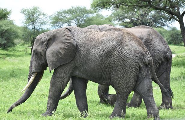 5 DAYS BUDGET SAFARI ( Tarangire, Ngorongoro Crater & Serengeti National parks)