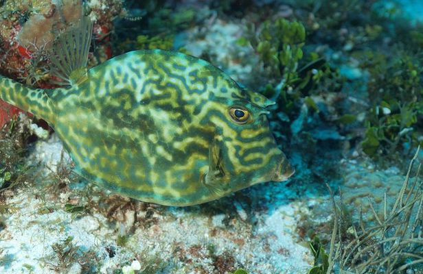 Cozumel diving