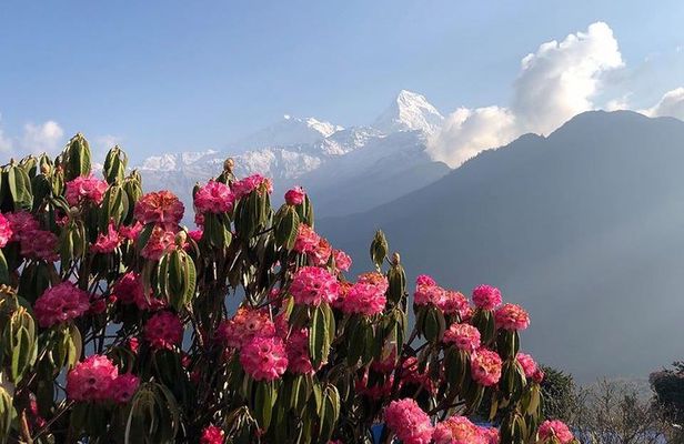 Ghorepani Poon Hill Trek
