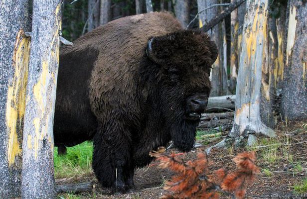 Yellowstone Private Upper Loop Tour with Lunch
