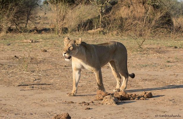 Zambezi National Park Game Drive AM /PM
