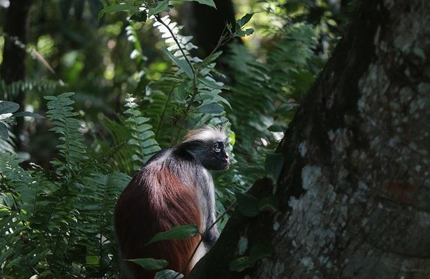 Jozani Forest