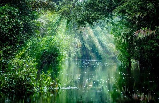 Tortuguero National Park and Canals Day Trip from San Jose