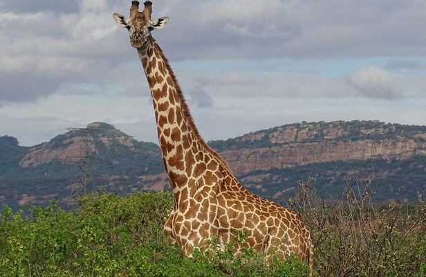 2 Nights Tsavo West Ngulia Safari Lodge and Tsavo East Voi Safari Lodge