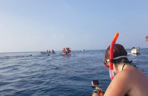Dolphin Tour and Jozani Forest