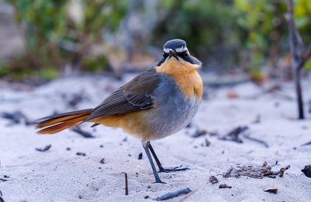 Cape Town Private Birding Tour