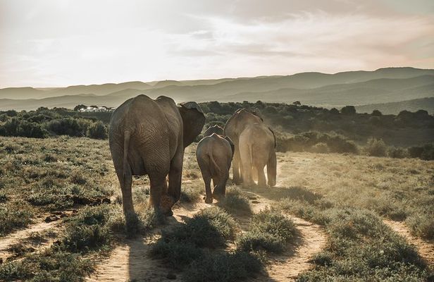 Addo Elephant National Park All Inclusive Full-Day Safari