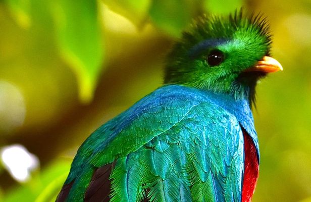 Monteverde Full Day Birding Expedition