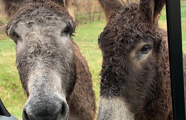 Private Custer State Park Safari and Hiking Tour