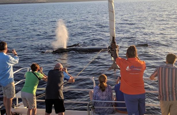 Sunset Cruise with the Whales on our Sailing Catamaran