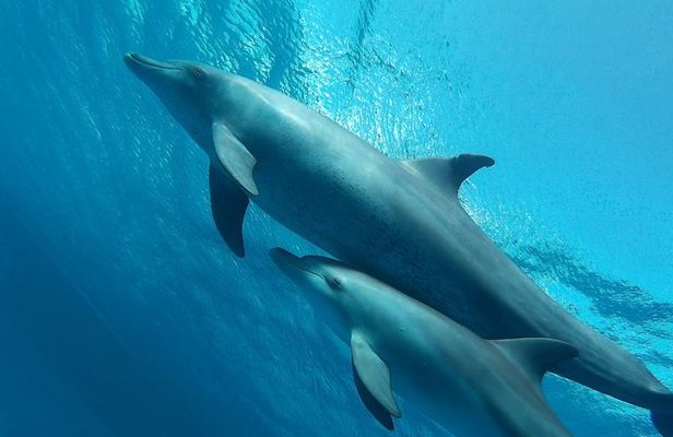 Luxury Cruise inc. Snorkeling/Massage/Island/water sport & Lunch
