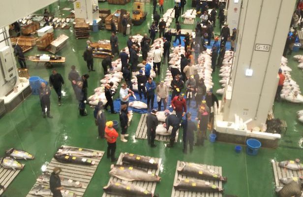 Tuna auction at Toyosu Market with qualified guide and early morning tour of Tsukiji Outer Market