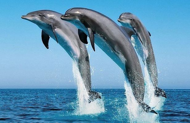 1 Day Wasini Dolphin Tour 