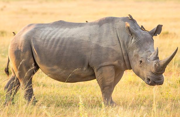 1 Day Safari Isimangaliso - Boat Cruise & Game Drive Fr Durban
