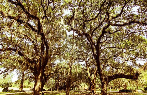 The Original 'Creole and Crescent' Bike Tour