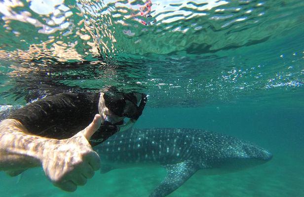 Whale Shark snorkeling tour in a reduced group with local marine biologist